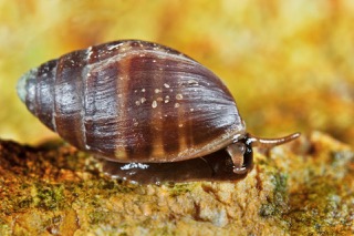 Snail 1 rm